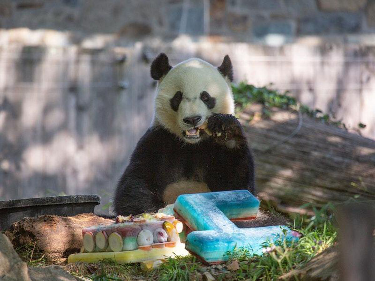 Panda celebrates fourth birthday with frozen cake | Shropshire Star