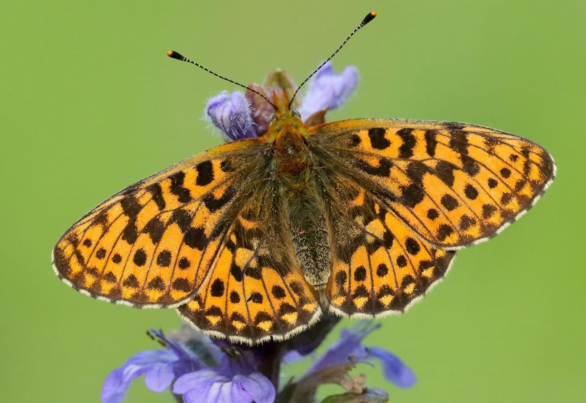 Butterfly conservation project for Midlands | Shropshire Star