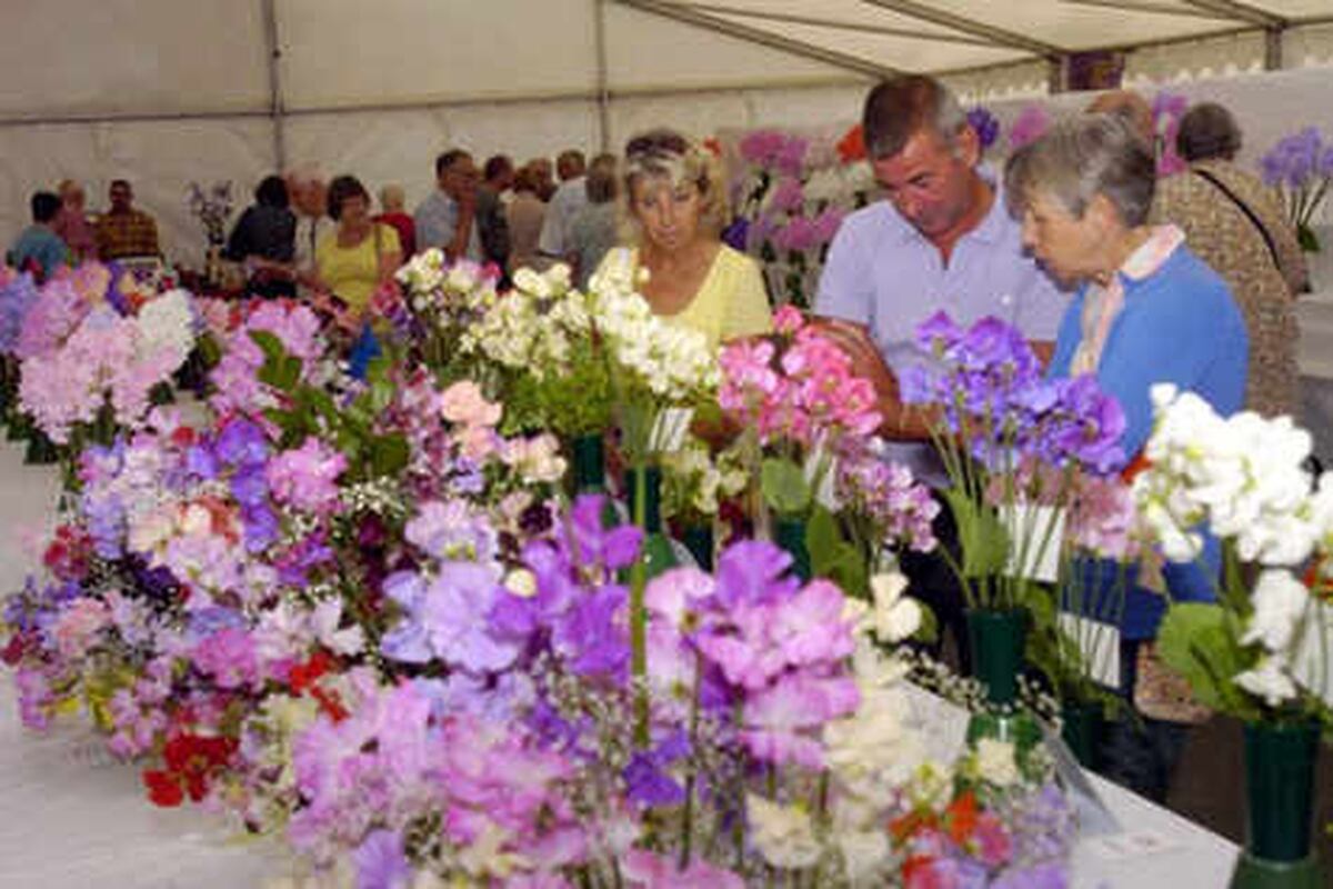 Wem Sweet Pea Show pulls in thousands in pictures Shropshire Star