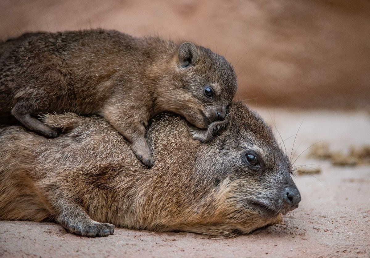 Visitors buzzing with the arrival of cute rock hyrax pups at Chester