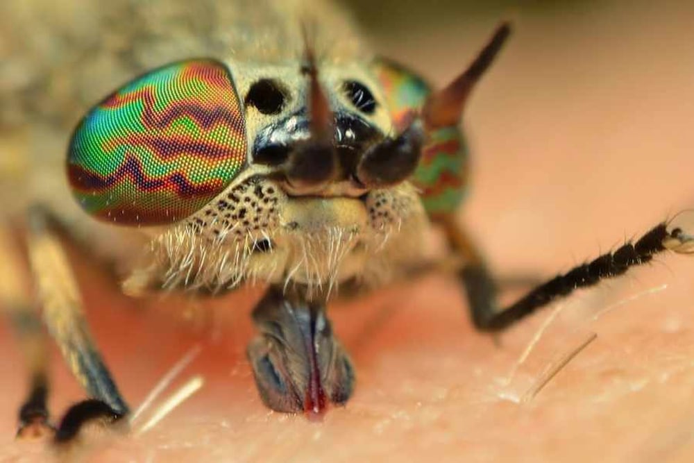 Horsefly Bite Caught On Camera Shropshire Star