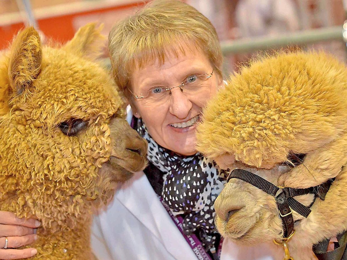 Alpaca fleece proves to be a winner – Our Communities