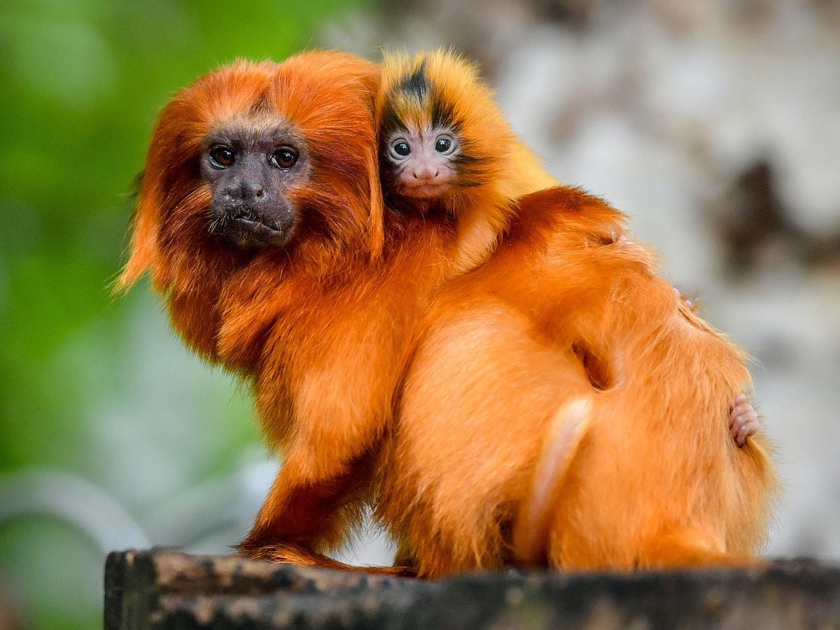 Zoo celebrates birth of tiny twin tamarins | Shropshire Star