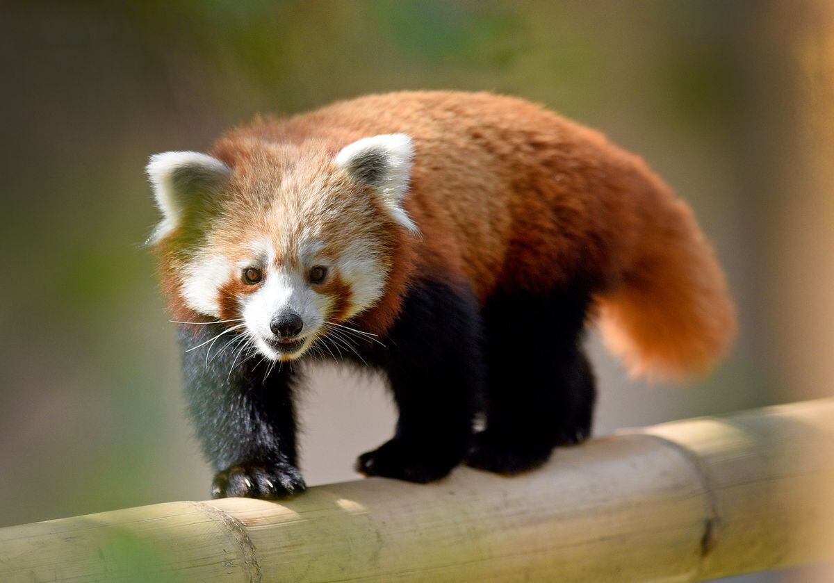 Safari Park Welcomes Its First Red Panda And Visitors Can Stay The Night To Watch It Shropshire Star