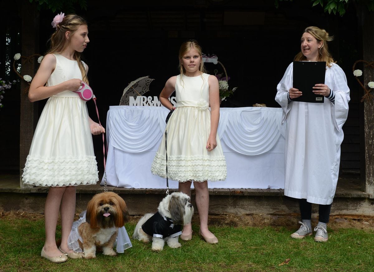 I Chew Dogs Exchange Bow Wows At Shropshire Wedding With Pictures Shropshire Star