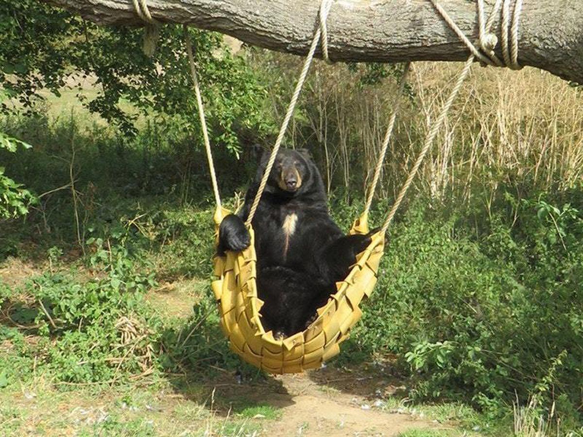 teddy bear hammock amazon