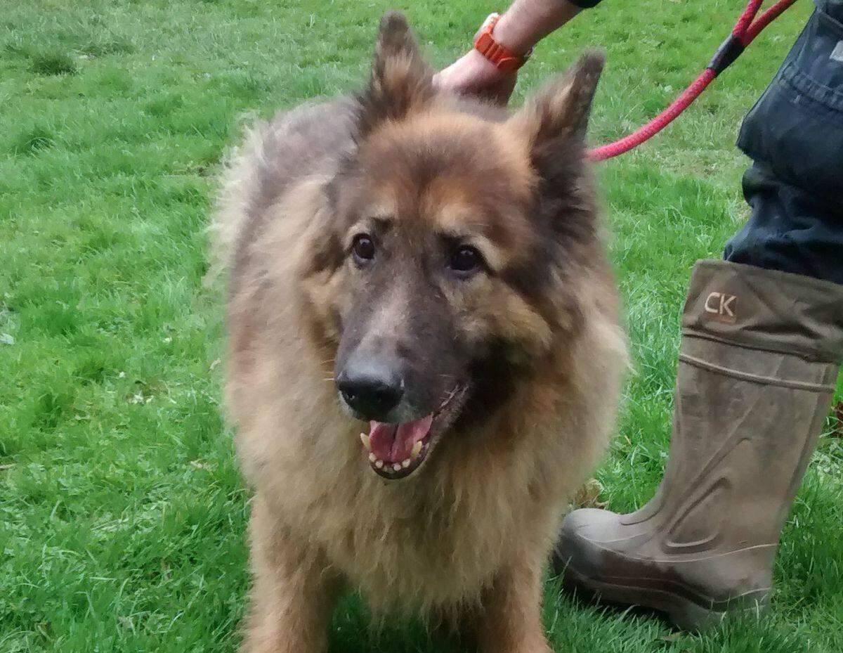 Dog thrown out of car, kicked and nearly run over in Shropshire village ...