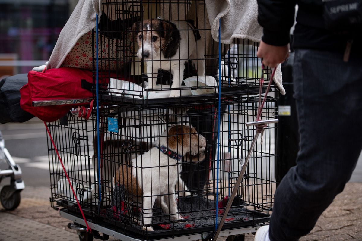 Crufts 2020: Highlights from the final day at Birmingham NEC - with ...