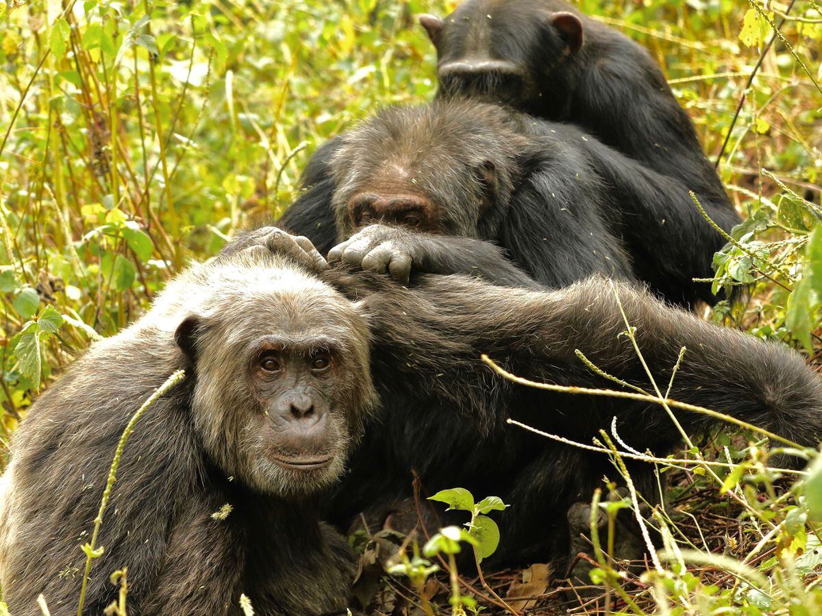 Chimpanzees prefer to focus on fewer friends as they age, study