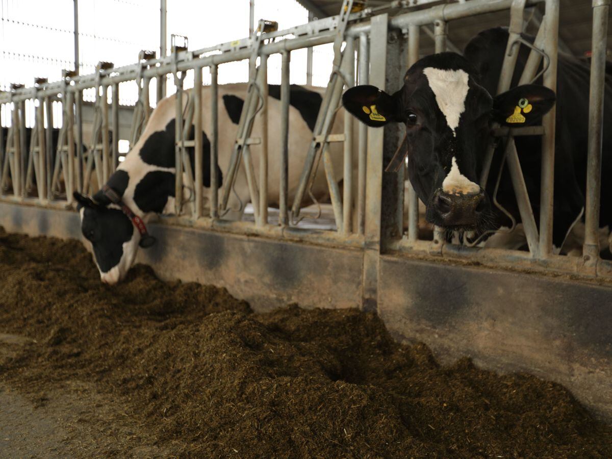 Trials hope to cut cows’ methane emissions in fight against climate ...