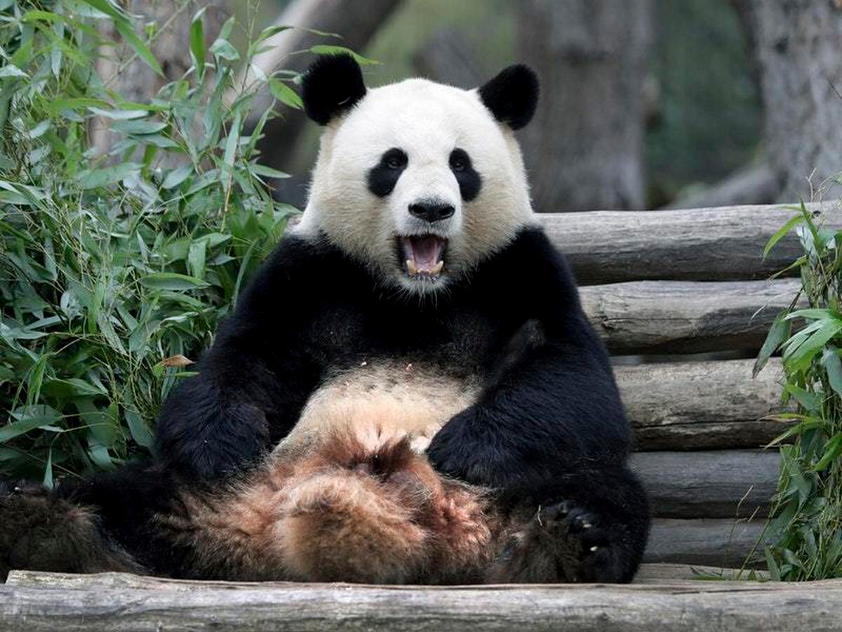 Berlin zoo brings pandas together in hope of romance | Shropshire Star