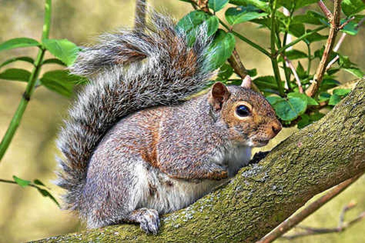 Rare red squirrel seen during visit to Bridgnorth | Shropshire Star