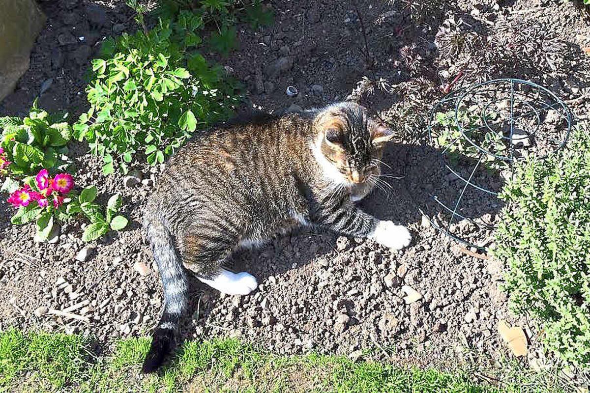 Shropshire family's shock as pet cat shot dead | Shropshire Star