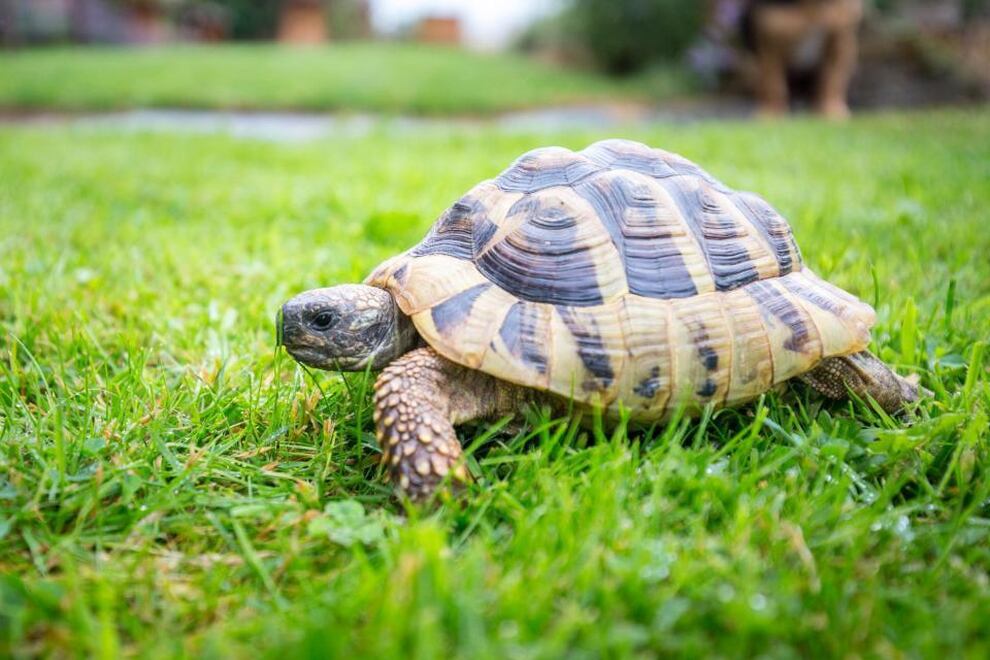 Arnie The Runaway Shropshire Tortoise Turns Up After Two Years