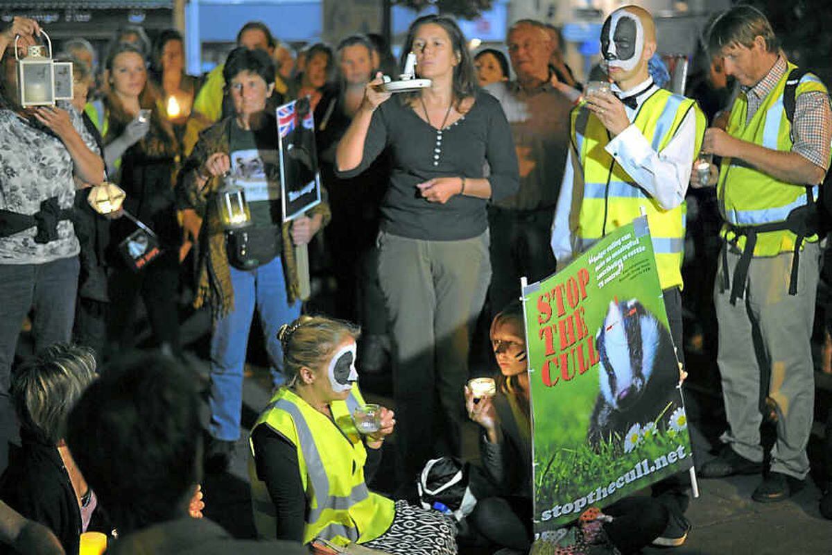 Shropshire Farmers Told To Unite On Badger Cull | Shropshire Star