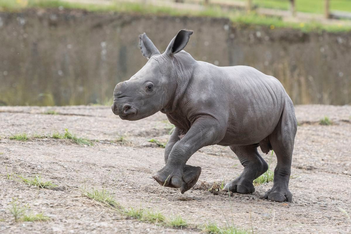 Second rhino calf born at West Midland Safari Park in matter of weeks ...