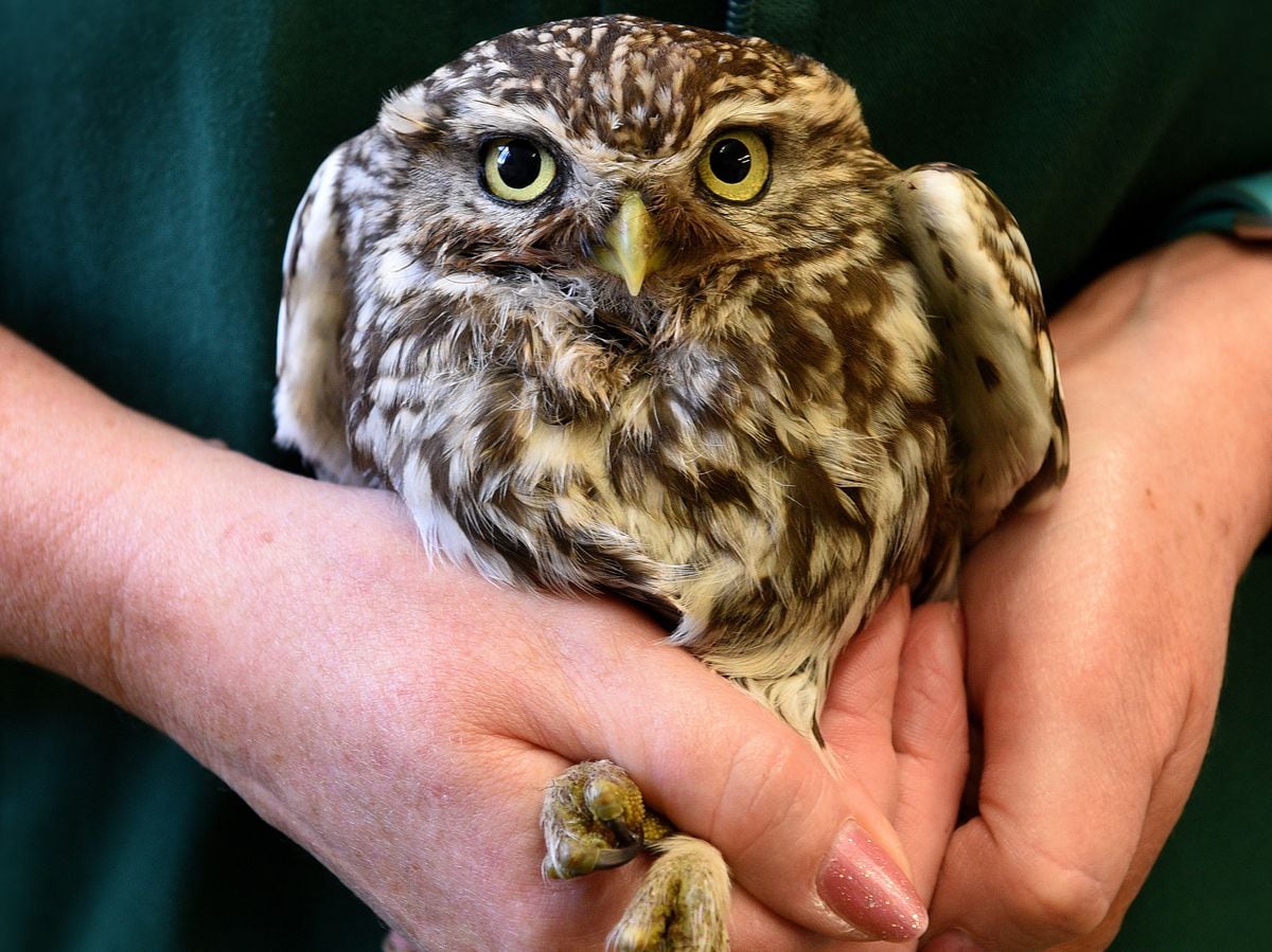 Police backing owl protection operation | Shropshire Star