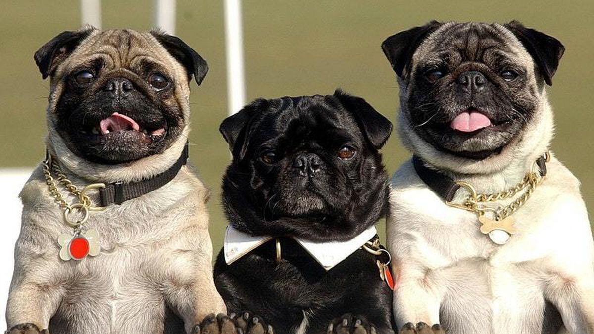 what do you call a group of pugs