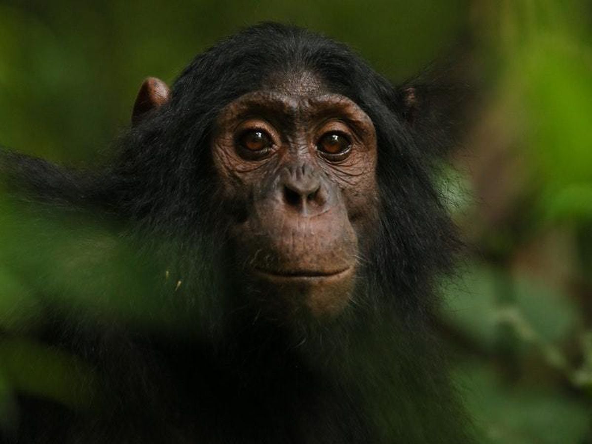 Scientists capture diverse reactions of wild apes to camera traps ...