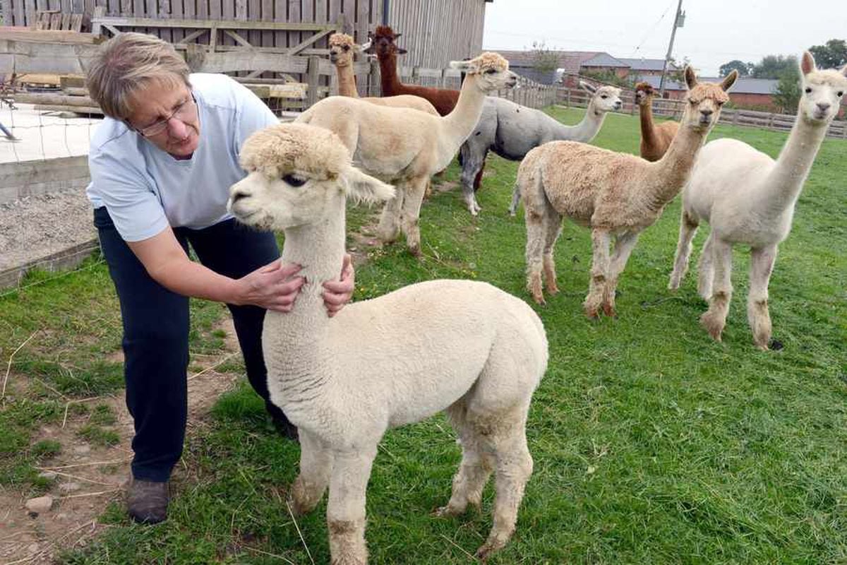 cuddly alpaca