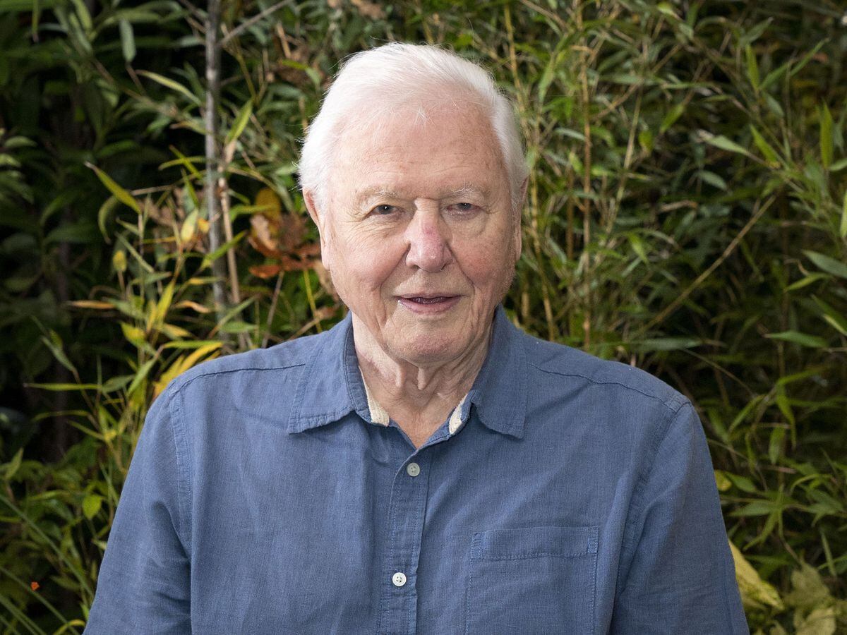 David Attenborough’s Our renewed as Netflix announces new