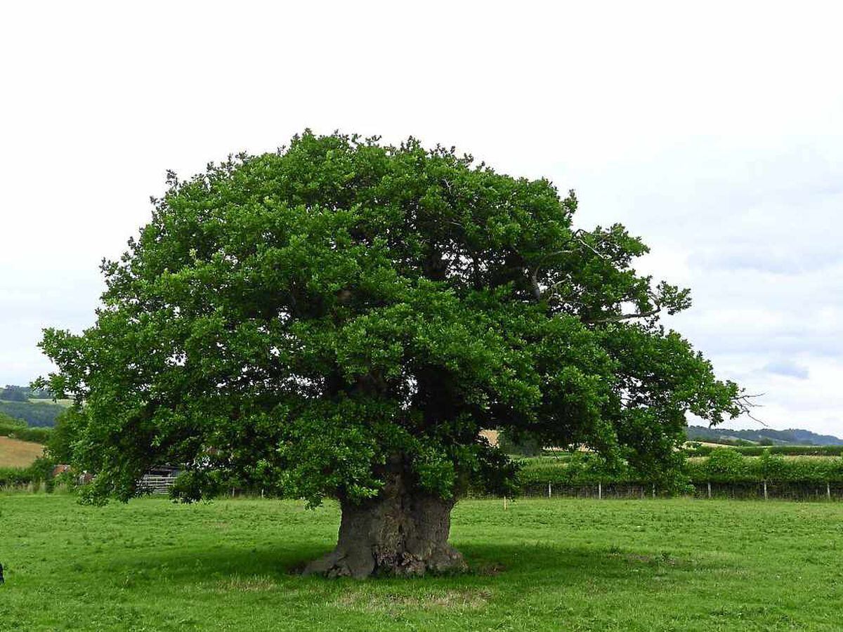 Tree-mendous - Two Mid Wales oaks make Tree of the Year shortlist ...