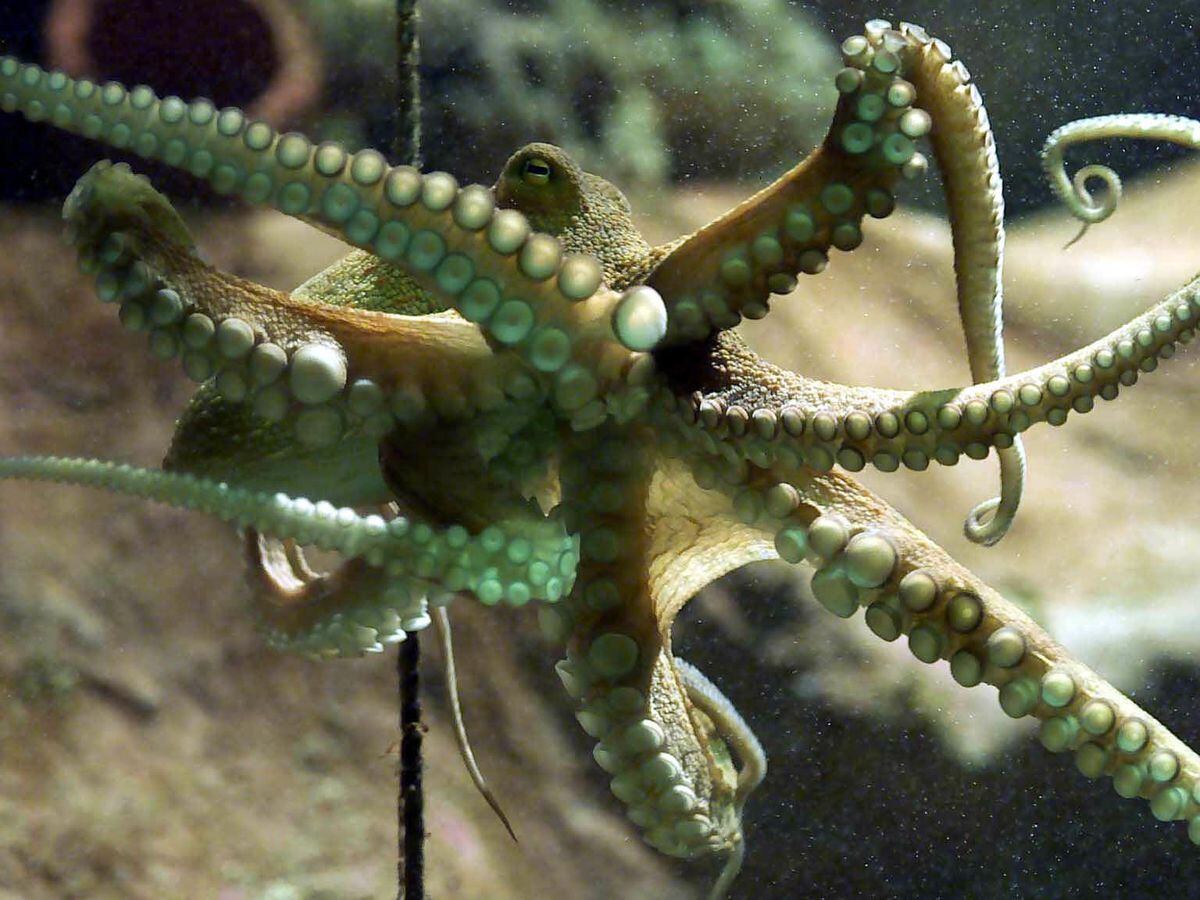 What is an Octopus in Betting?