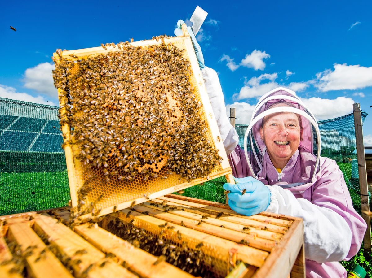 Shropshire Beekeepers Called To Collect First Swarms Of The Season Near
