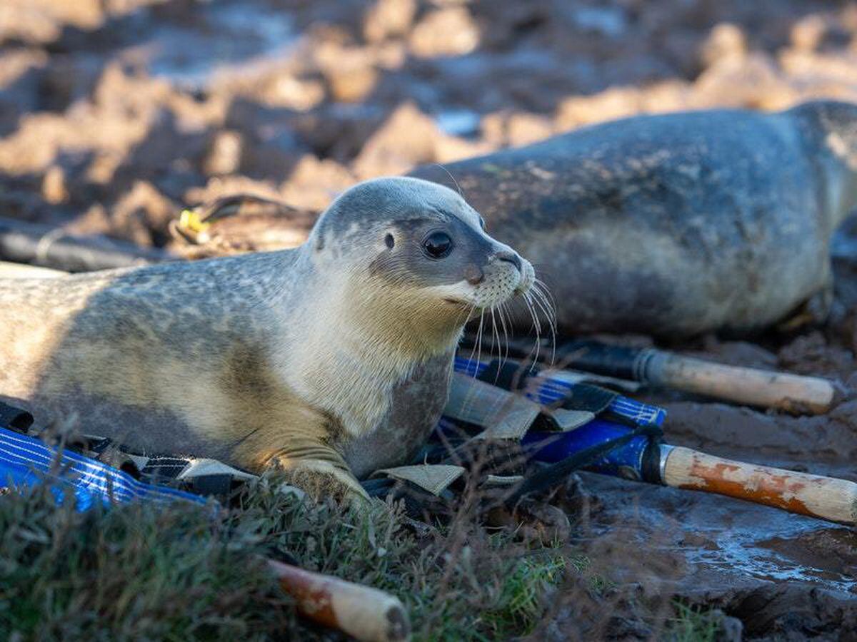 Six Seals Released Back Into The Wild Shropshire Star