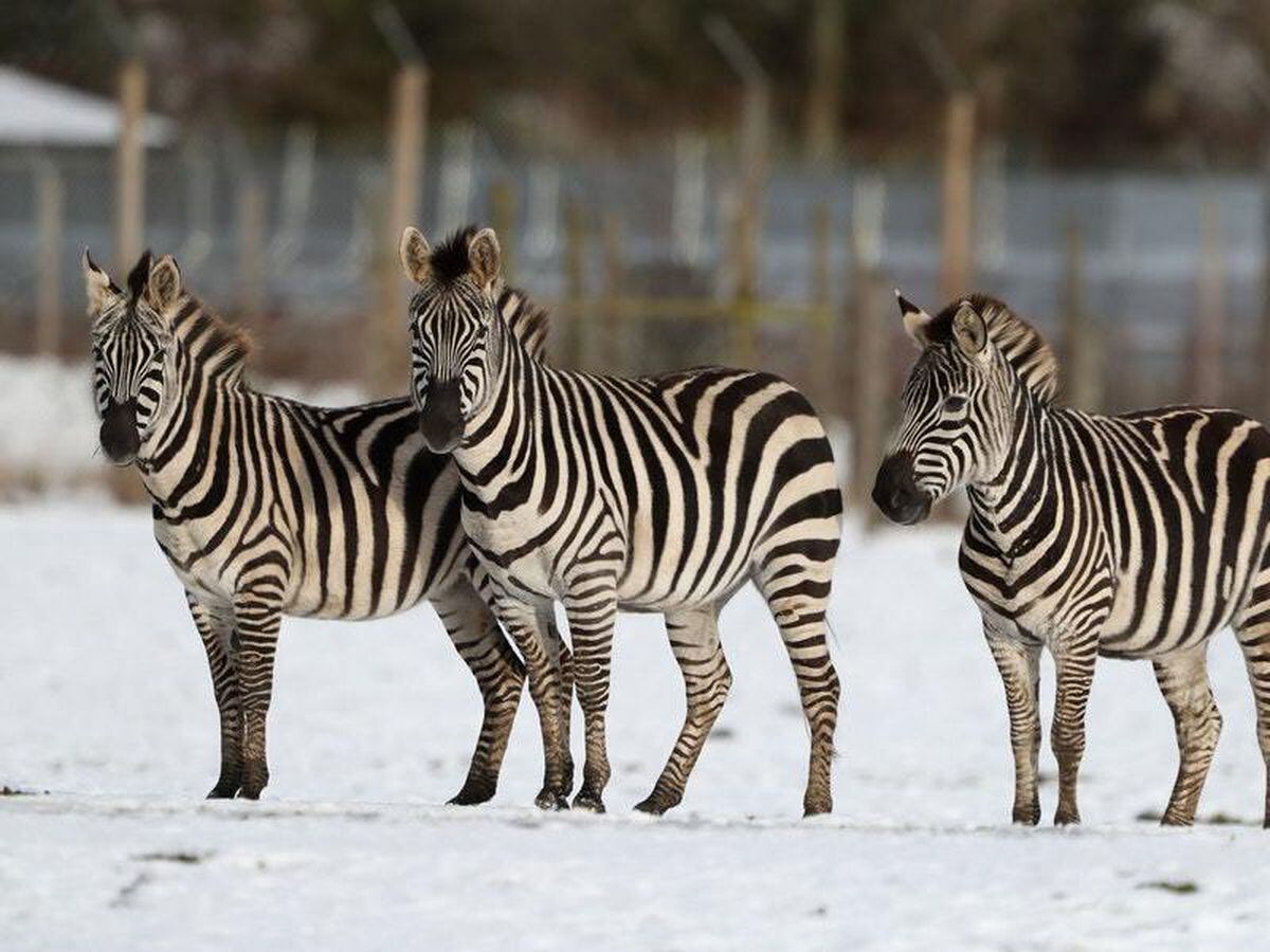 Why zebras have black and white stripes