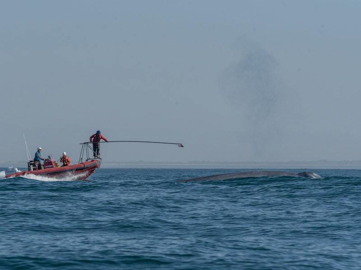 Blue whale heart rate recorded for the first time, scientists say