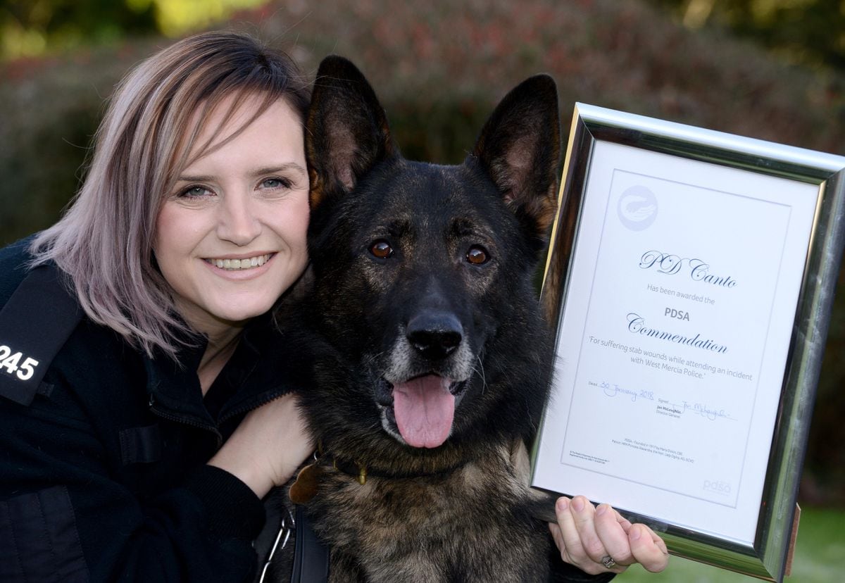 Police Dog Stabbed In Line Of Duty Is Honoured - With Video ...