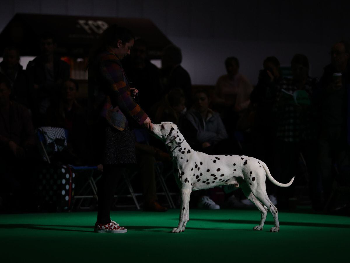 Nec dog best sale show 2019