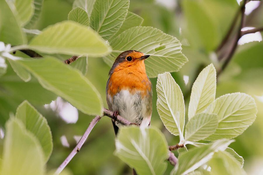 Wem woman makes mini models of the town for Bobbie the robin who visits ...