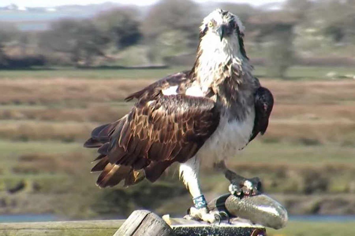 osprey land for sale