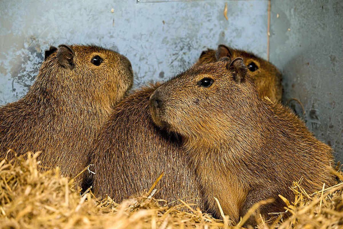 capybaras-arrive-in-telford-with-hours-to-spare-shropshire-star