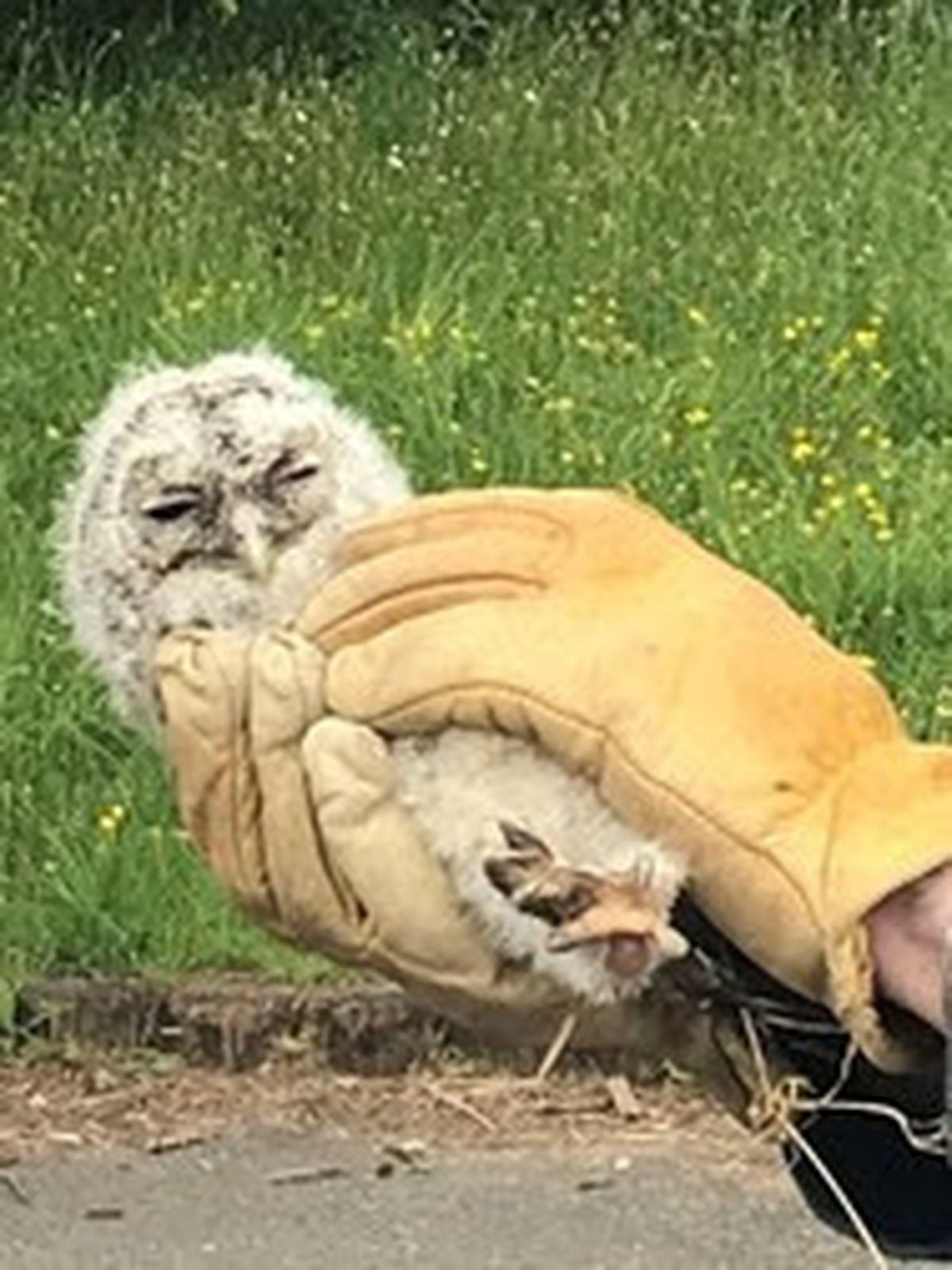 Baby Owl Rescued After Falling From Tree | Shropshire Star