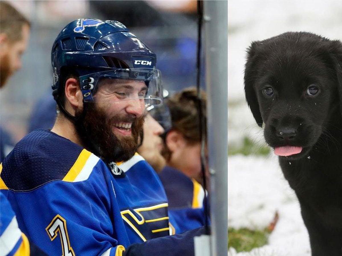 NHL offers awards for best ice hockey dogs of the year Shropshire Star