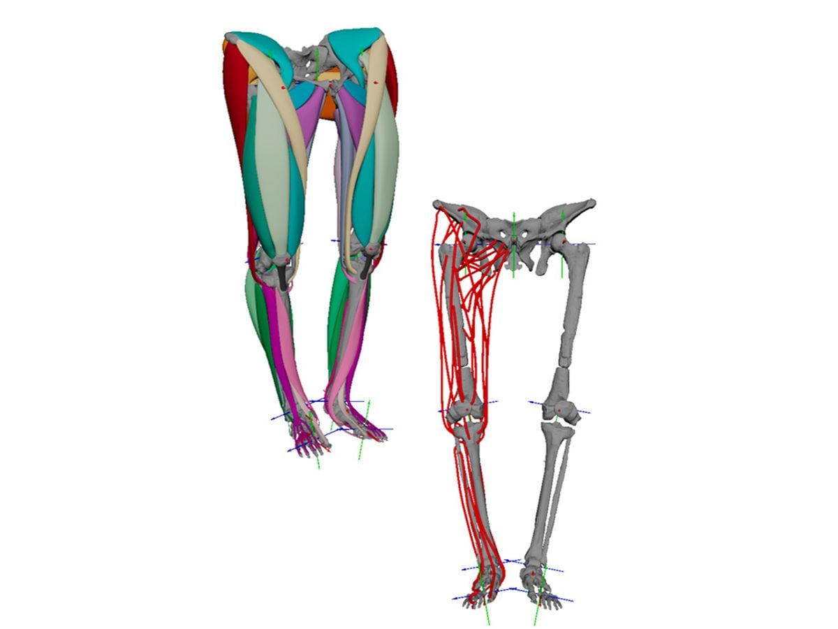 Human ancestor Lucy ‘had knee joints that allowed her to walk fully ...