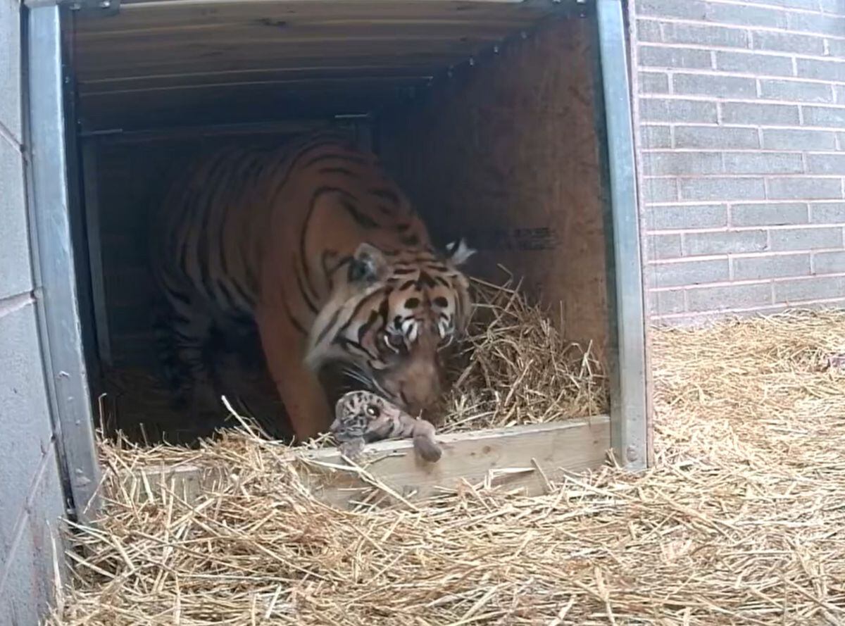 WATCH: Birth of critically endangered tiger cub is first in safari park ...