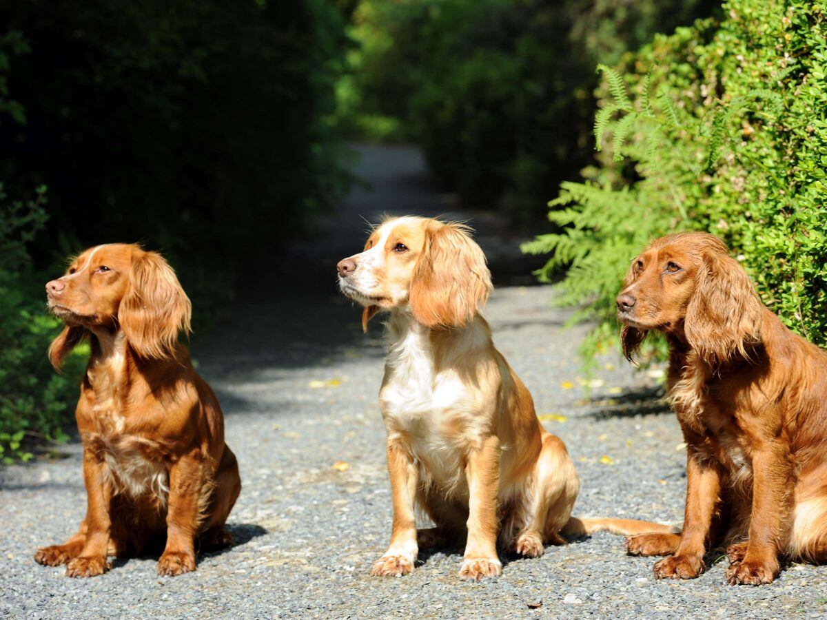 Working cocker hot sale spaniel rehome