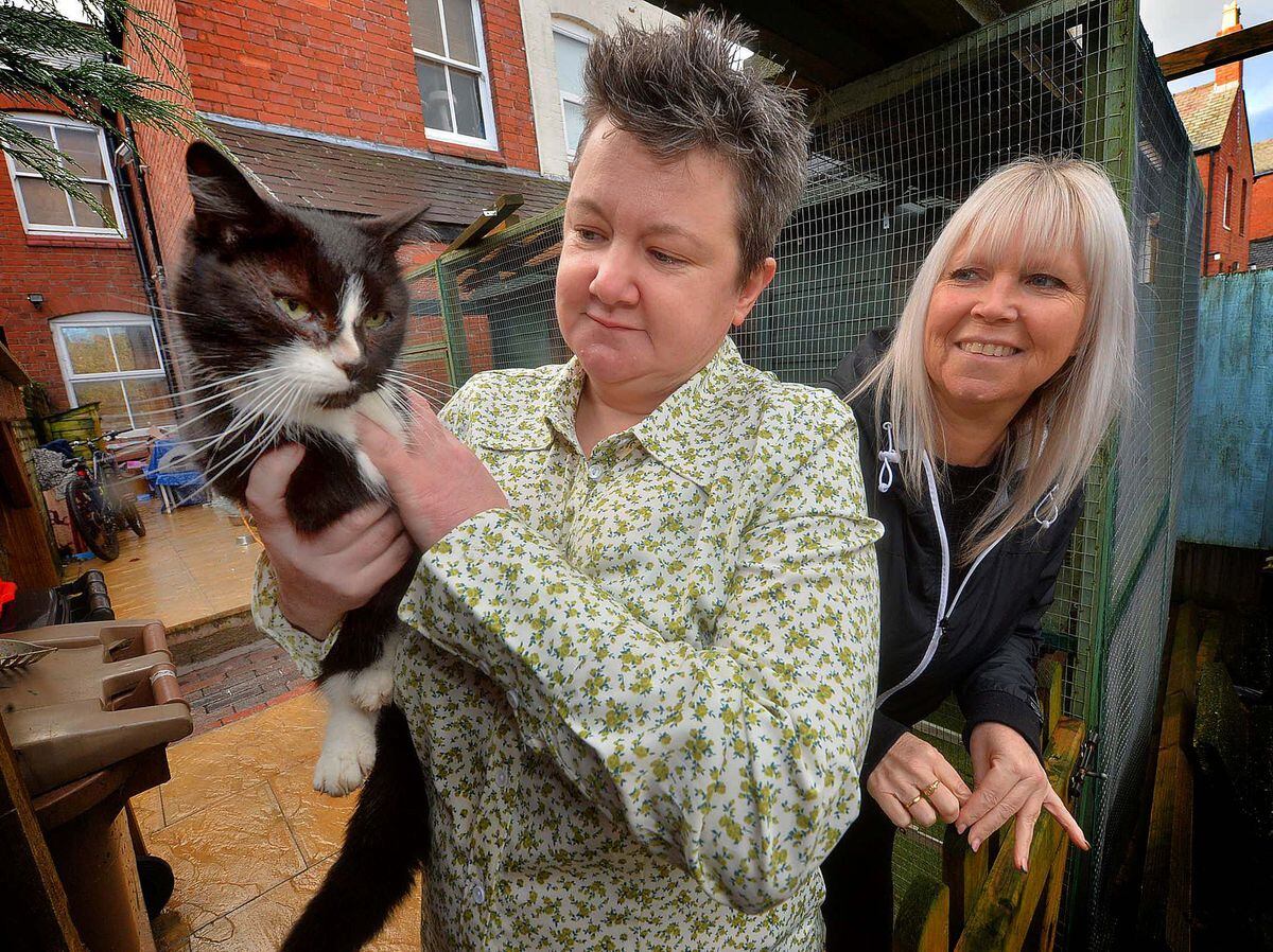 New cat rescue charity is already caring for six felines and says more need helping