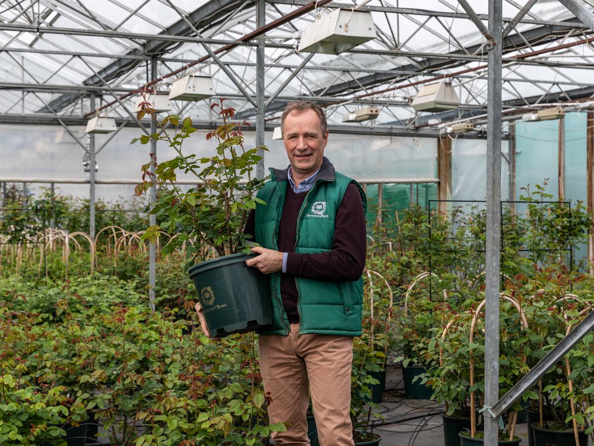 David Austin Roses takes difficult step to retire popular flower ...