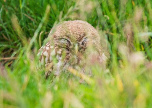 Baby owls have a hoot learning to fly for the first time at 'chick ...