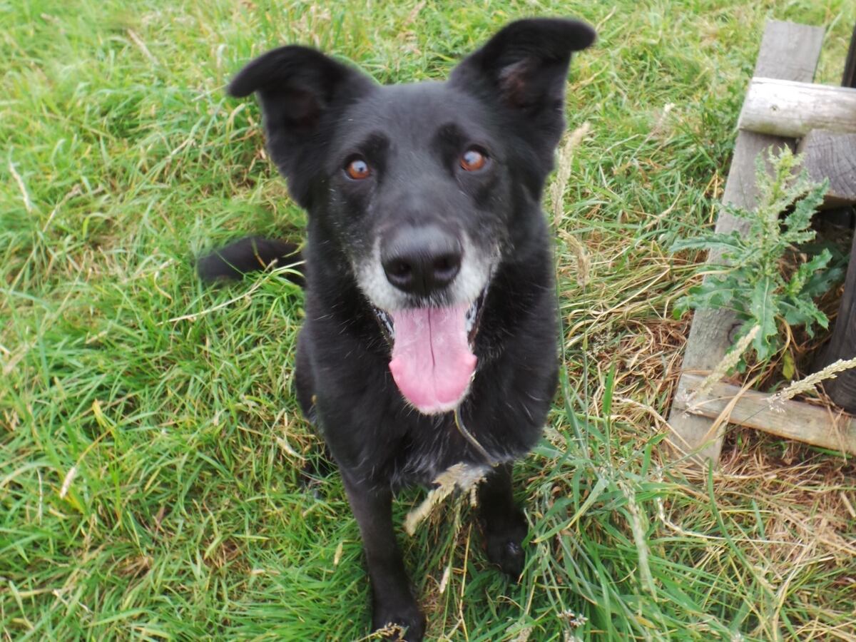 Dogs Trust Shrewsbury rehomes hundreds of dogs amid cost of living woes ...