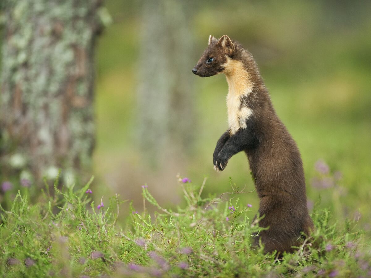 Pine Martens Could Be Breeding In Shropshire As Another Little Mammal