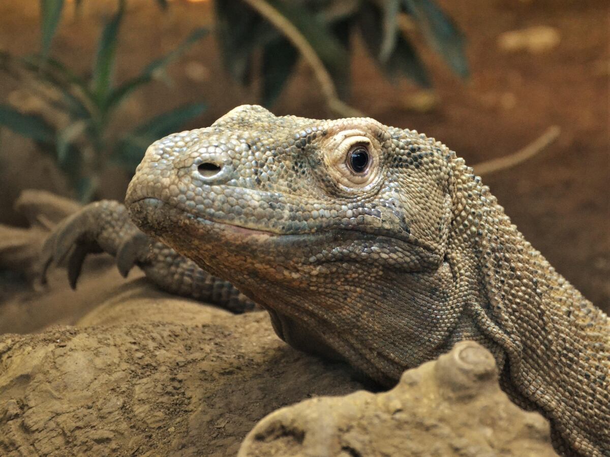 Komodo dragons have ironcoated teeth to help rip and tear prey, say