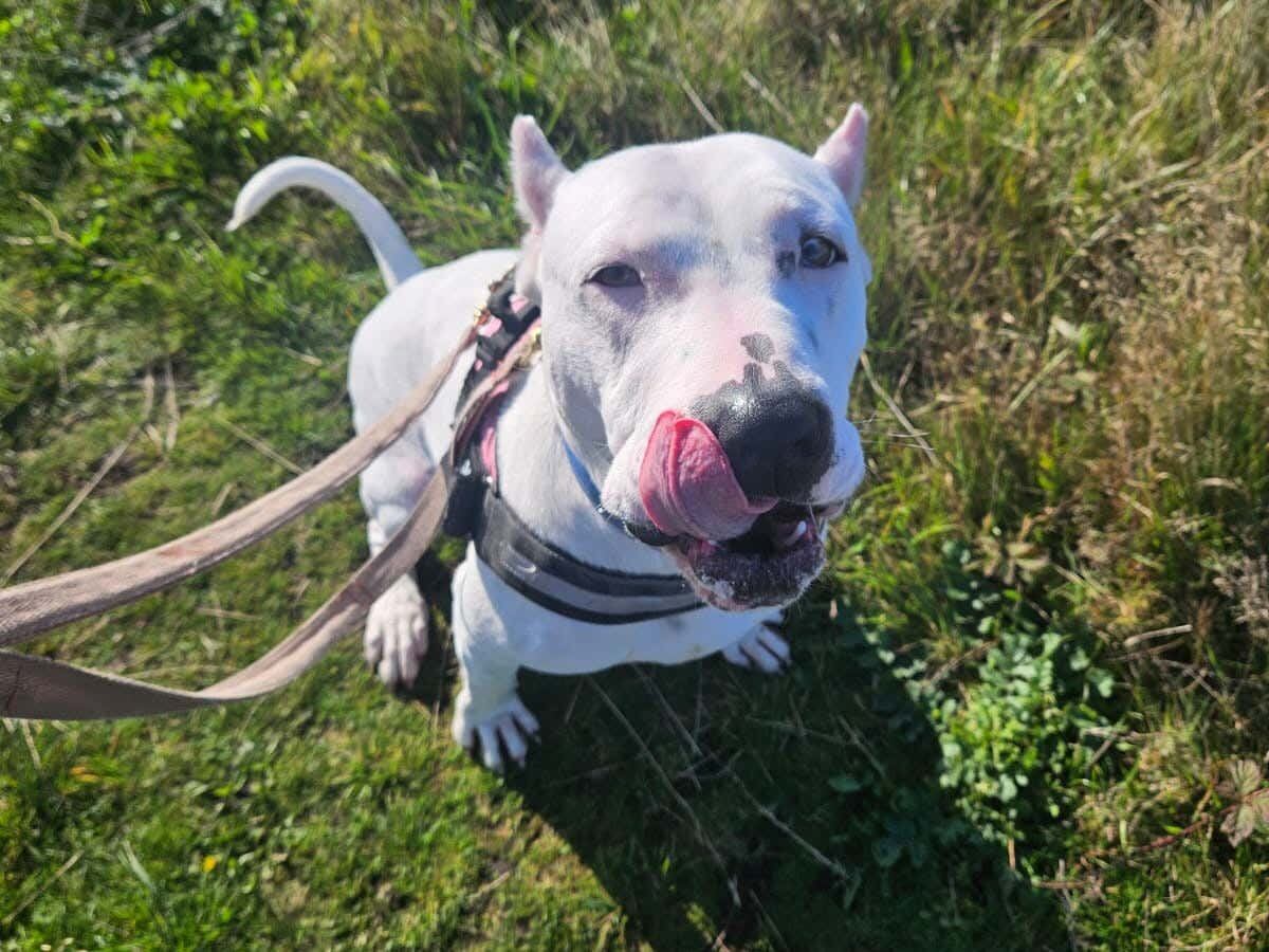 https://www.shropshirestar.com/news/uk-news/2024/10/21/deaf-dog-with-cropped-ears-learning-sign-language-to-help-her-find-new-home/