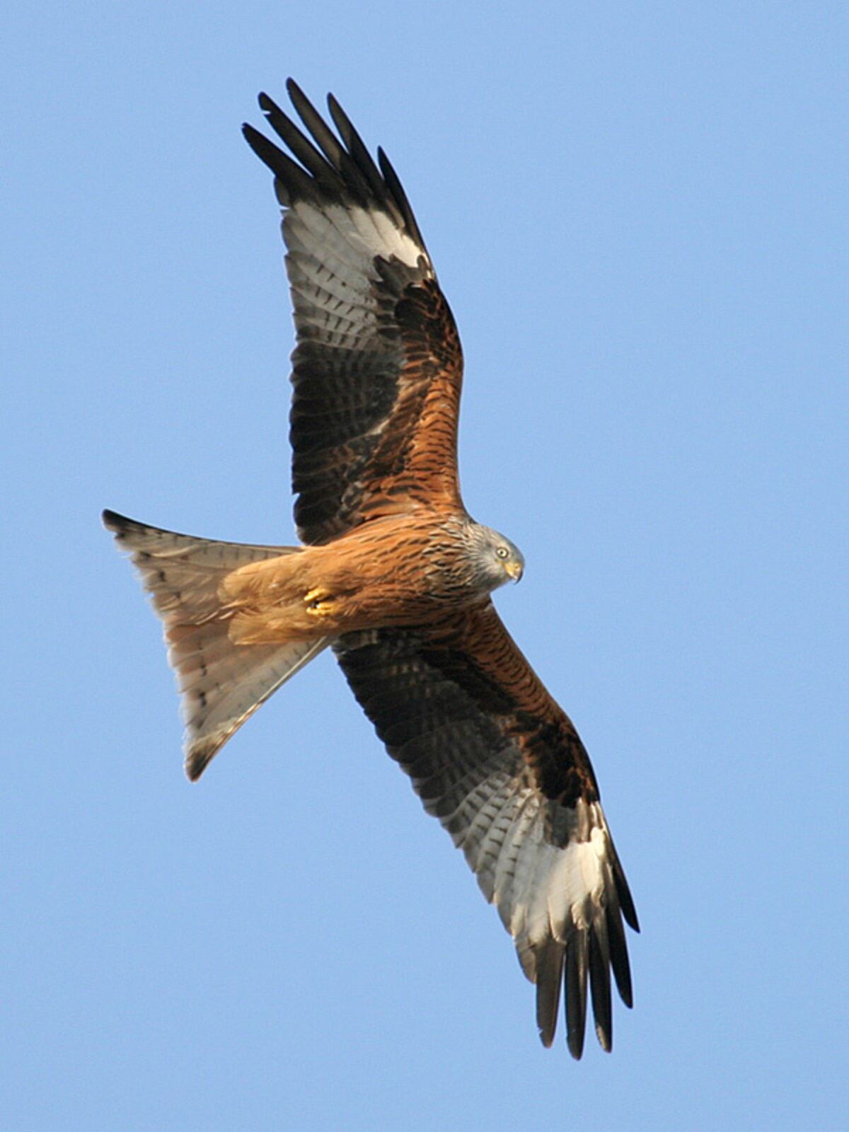 TV presenter finds red kite shot dead after spate of 'sickening' bird ...