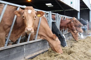 Effectively managing the transition period for dairy cows is often talked about as being a key area for overall herd health and performance.  